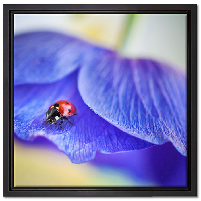 Marienkäfer auf lila Blüte auf Leinwandbild Quadratisch gerahmt Größe 40x40