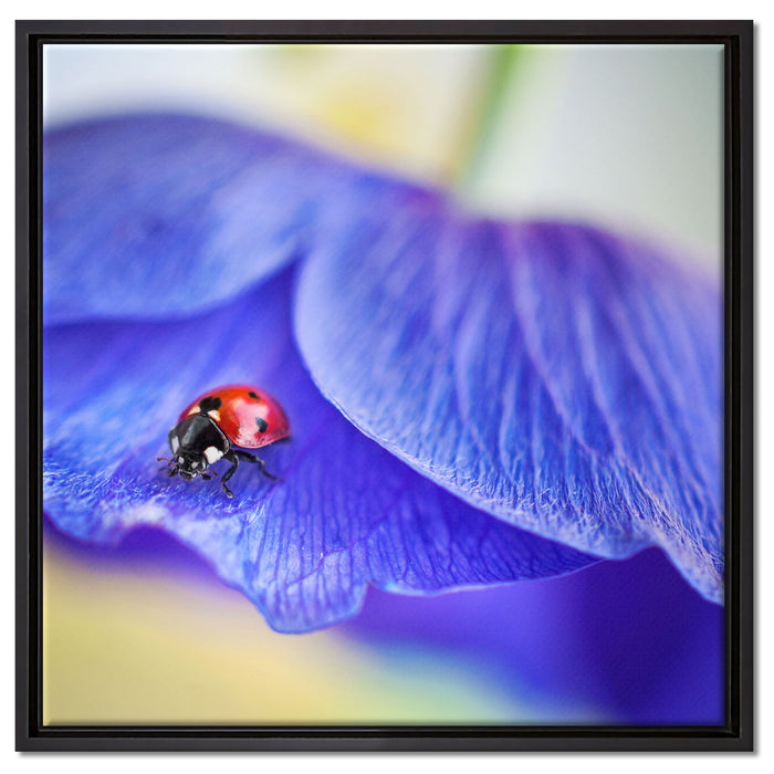 Marienkäfer auf lila Blüte auf Leinwandbild Quadratisch gerahmt Größe 60x60