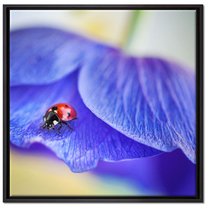 Marienkäfer auf lila Blüte auf Leinwandbild Quadratisch gerahmt Größe 70x70