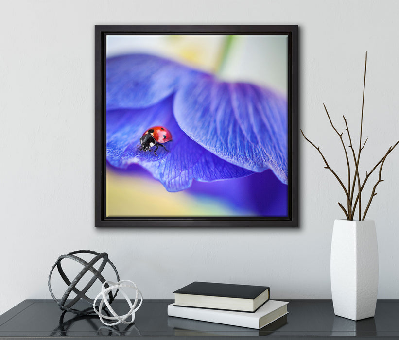Marienkäfer auf lila Blüte  auf Leinwandbild Quadratisch gerahmt mit Kirschblüten
