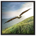 Majestätischer Weißkopfseeadler auf Leinwandbild Quadratisch gerahmt Größe 60x60
