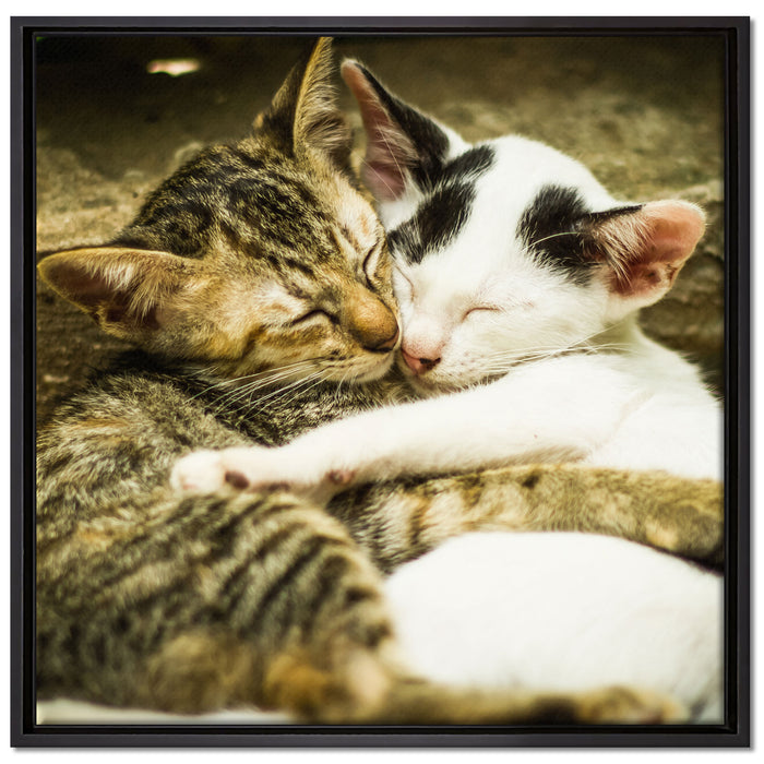 Liebende Kätzchen auf Leinwandbild Quadratisch gerahmt Größe 70x70