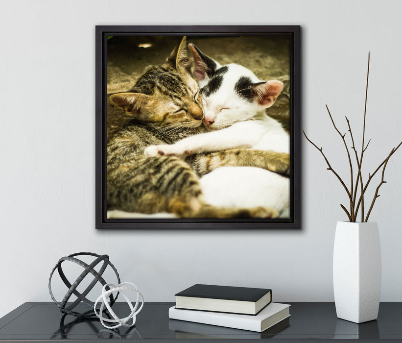 Liebende Kätzchen  auf Leinwandbild Quadratisch gerahmt mit Kirschblüten