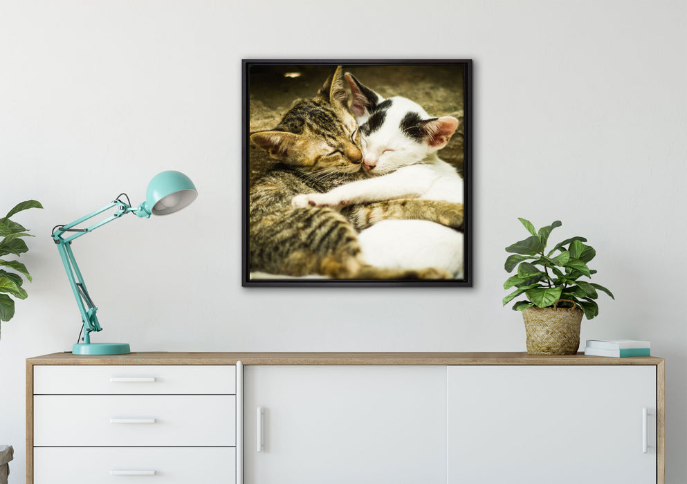 Liebende Kätzchen auf Leinwandbild gerahmt Quadratisch verschiedene Größen im Wohnzimmer