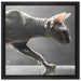 Einzigartige Sphynx Katze auf Leinwandbild Quadratisch gerahmt Größe 40x40