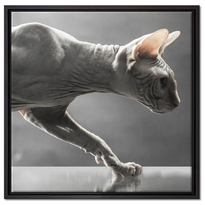 Einzigartige Sphynx Katze auf Leinwandbild Quadratisch gerahmt Größe 60x60