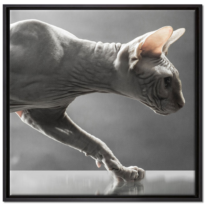 Einzigartige Sphynx Katze auf Leinwandbild Quadratisch gerahmt Größe 70x70