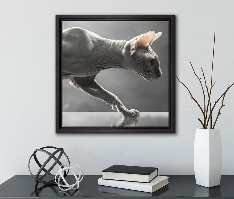 Einzigartige Sphynx Katze  auf Leinwandbild Quadratisch gerahmt mit Kirschblüten