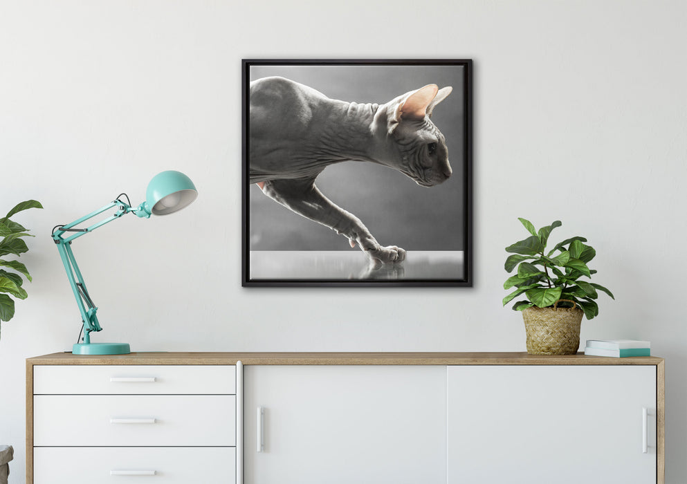 Einzigartige Sphynx Katze auf Leinwandbild gerahmt Quadratisch verschiedene Größen im Wohnzimmer