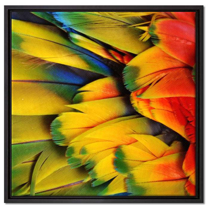 Bunte Papageienfedern auf Leinwandbild Quadratisch gerahmt Größe 60x60
