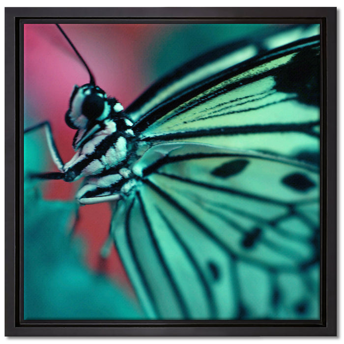 Wunderschöner Schmetterling auf Leinwandbild Quadratisch gerahmt Größe 40x40