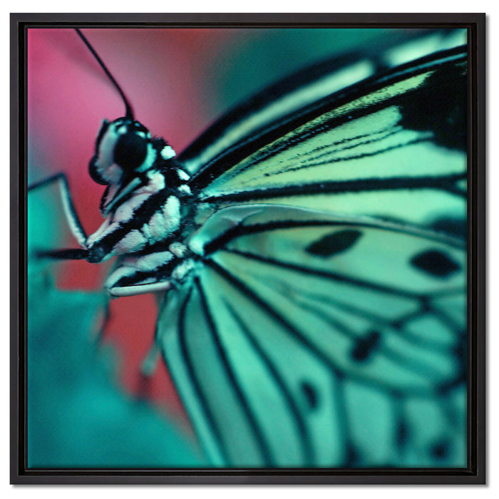 Wunderschöner Schmetterling auf Leinwandbild Quadratisch gerahmt Größe 60x60