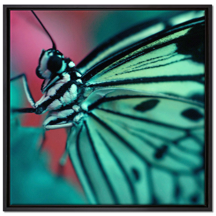 Wunderschöner Schmetterling auf Leinwandbild Quadratisch gerahmt Größe 70x70