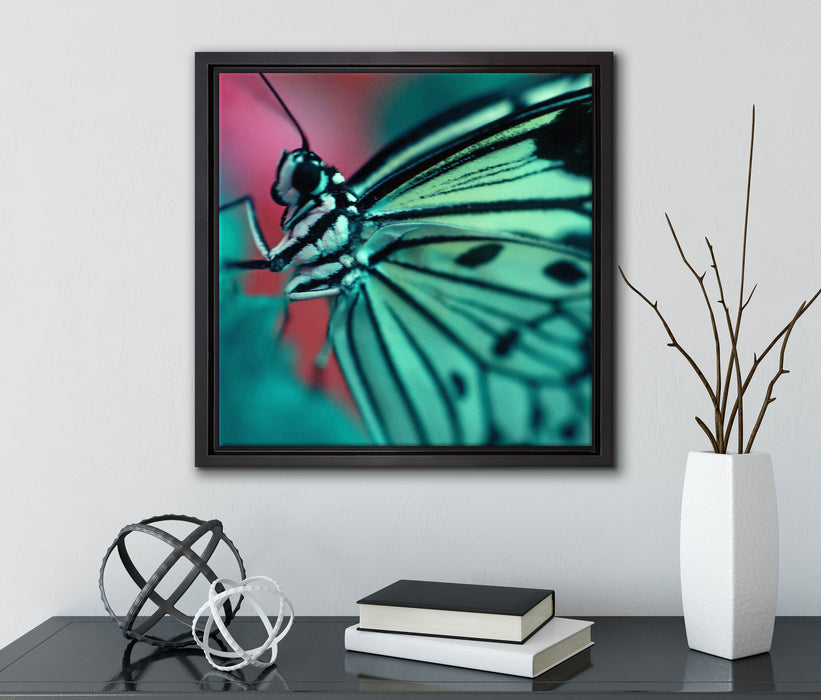 Wunderschöner Schmetterling  auf Leinwandbild Quadratisch gerahmt mit Kirschblüten