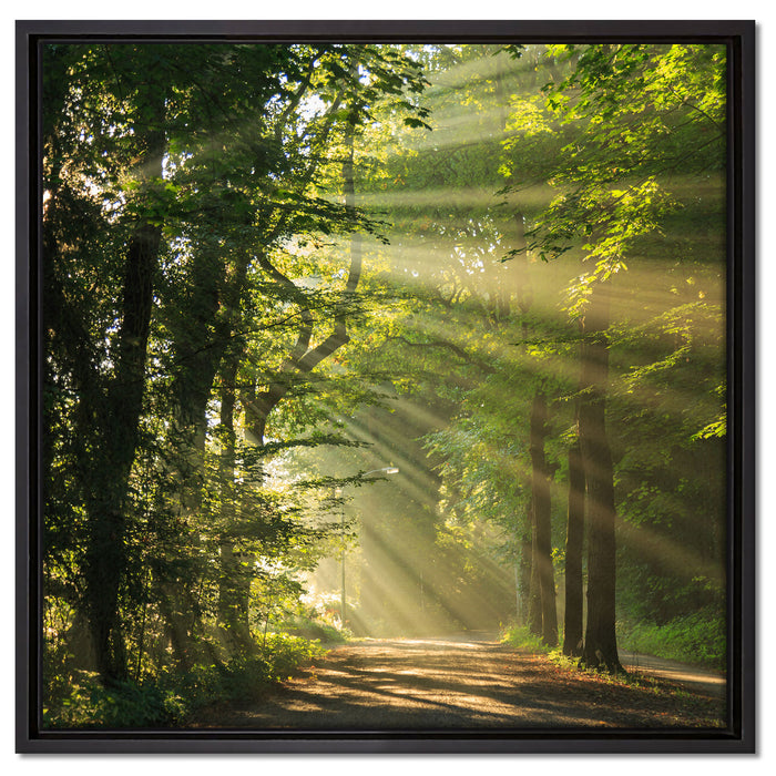Waldweg im Frühling auf Leinwandbild Quadratisch gerahmt Größe 60x60