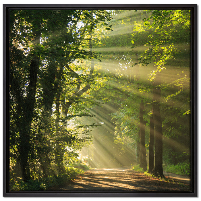 Waldweg im Frühling auf Leinwandbild Quadratisch gerahmt Größe 70x70