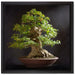 Kleiner Bonsaibaum auf Leinwandbild Quadratisch gerahmt Größe 40x40