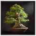 Kleiner Bonsaibaum auf Leinwandbild Quadratisch gerahmt Größe 60x60