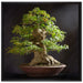 Kleiner Bonsaibaum auf Leinwandbild Quadratisch gerahmt Größe 70x70