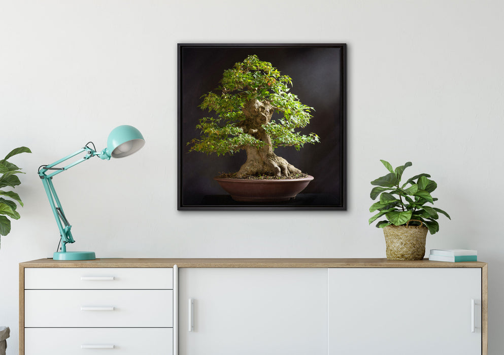 Kleiner Bonsaibaum auf Leinwandbild gerahmt Quadratisch verschiedene Größen im Wohnzimmer