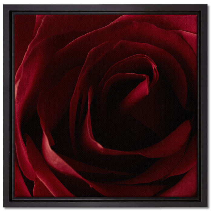 Rote Rose auf Leinwandbild Quadratisch gerahmt Größe 40x40