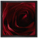 Rote Rose auf Leinwandbild Quadratisch gerahmt Größe 40x40