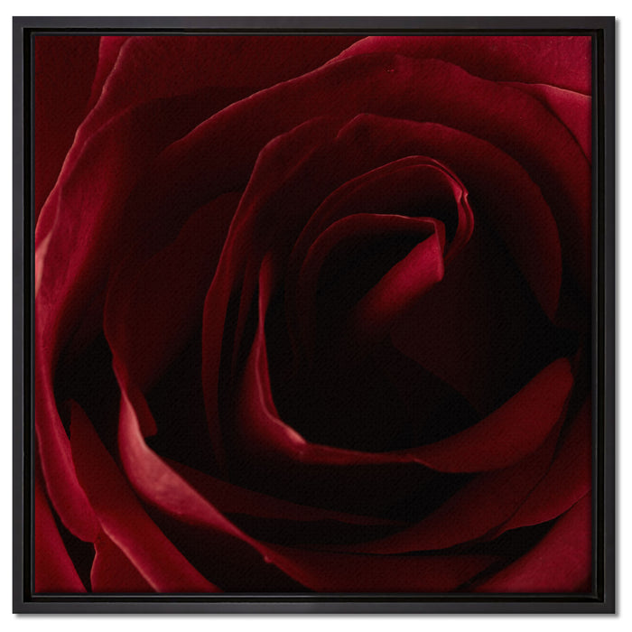 Rote Rose auf Leinwandbild Quadratisch gerahmt Größe 60x60