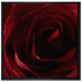 Rote Rose auf Leinwandbild Quadratisch gerahmt Größe 70x70