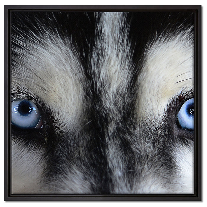 Eisblaue Huskyaugen auf Leinwandbild Quadratisch gerahmt Größe 60x60