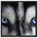 Eisblaue Huskyaugen auf Leinwandbild Quadratisch gerahmt Größe 60x60