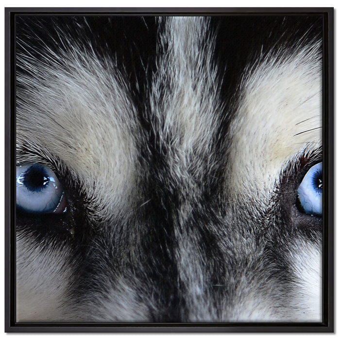 Eisblaue Huskyaugen auf Leinwandbild Quadratisch gerahmt Größe 70x70