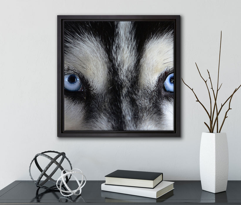 Eisblaue Huskyaugen  auf Leinwandbild Quadratisch gerahmt mit Kirschblüten