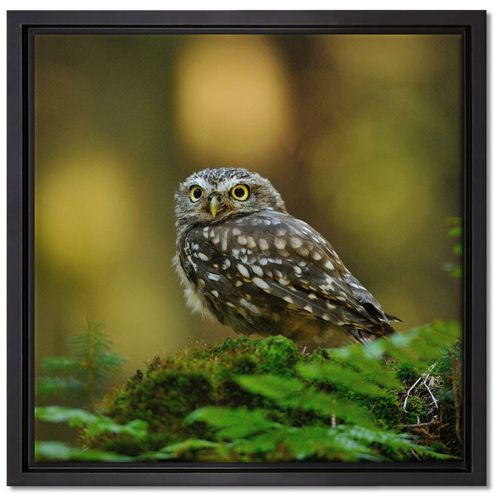 Niedliche Babyeule auf Leinwandbild Quadratisch gerahmt Größe 40x40