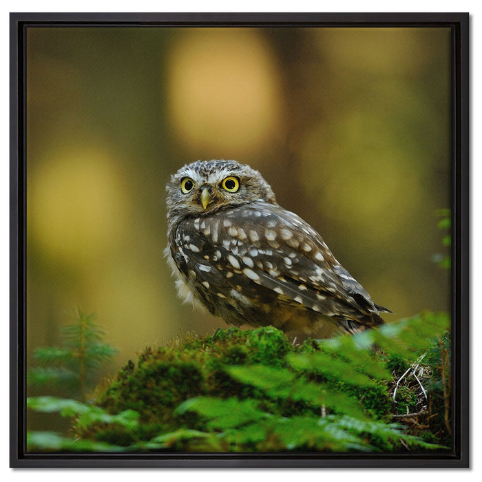 Niedliche Babyeule auf Leinwandbild Quadratisch gerahmt Größe 60x60