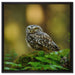 Niedliche Babyeule auf Leinwandbild Quadratisch gerahmt Größe 60x60