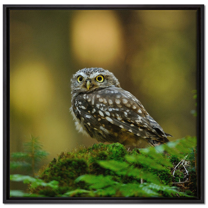 Niedliche Babyeule auf Leinwandbild Quadratisch gerahmt Größe 70x70