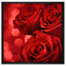 Drei rote Rosen auf Leinwandbild Quadratisch gerahmt Größe 60x60