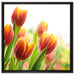 Bunte Tulpenwiese auf Leinwandbild Quadratisch gerahmt Größe 60x60