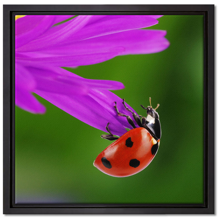 Marienkäfer auf Gerberablüte auf Leinwandbild Quadratisch gerahmt Größe 40x40