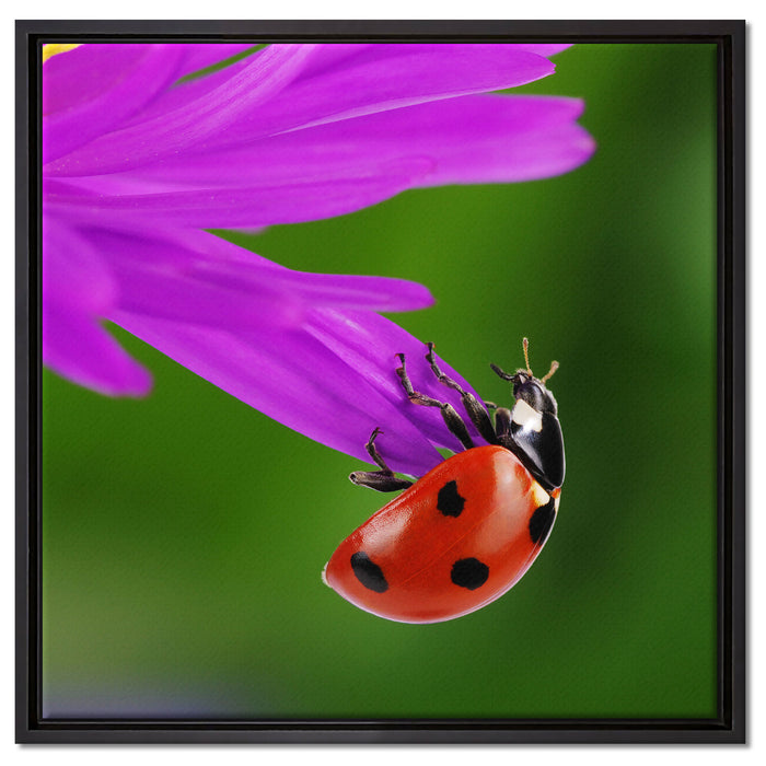 Marienkäfer auf Gerberablüte auf Leinwandbild Quadratisch gerahmt Größe 60x60