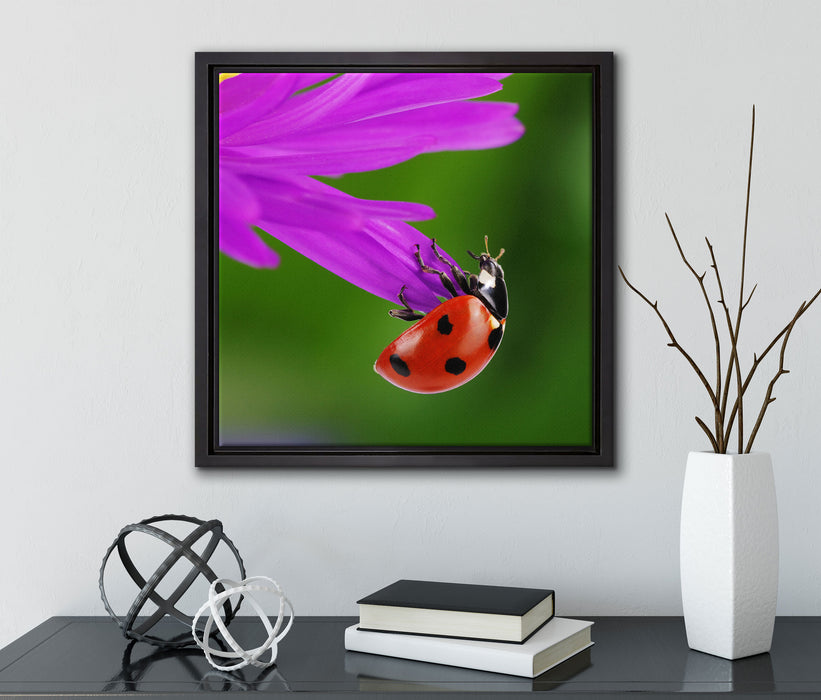 Marienkäfer auf Gerberablüte  auf Leinwandbild Quadratisch gerahmt mit Kirschblüten