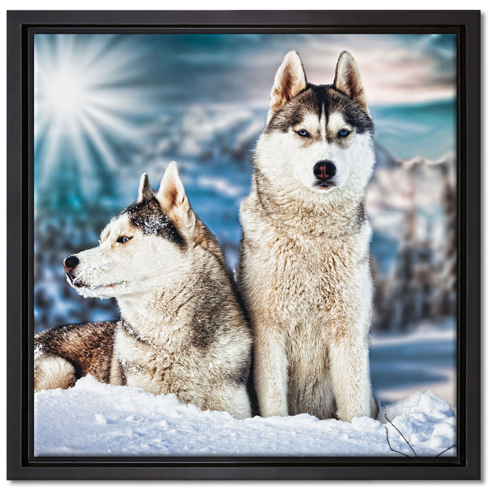 Zwei wilde Huskies auf Leinwandbild Quadratisch gerahmt Größe 40x40