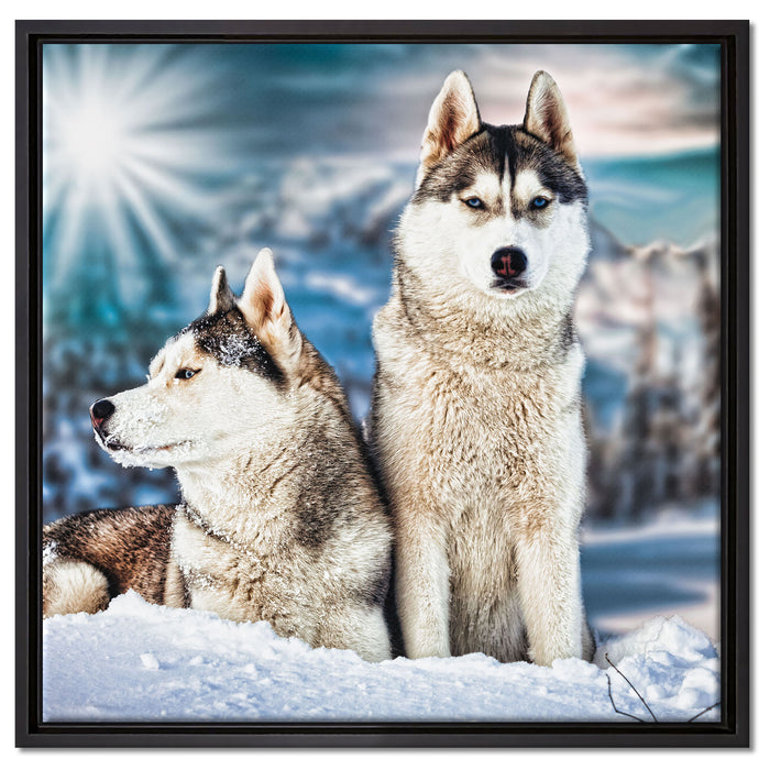 Zwei wilde Huskies auf Leinwandbild Quadratisch gerahmt Größe 60x60