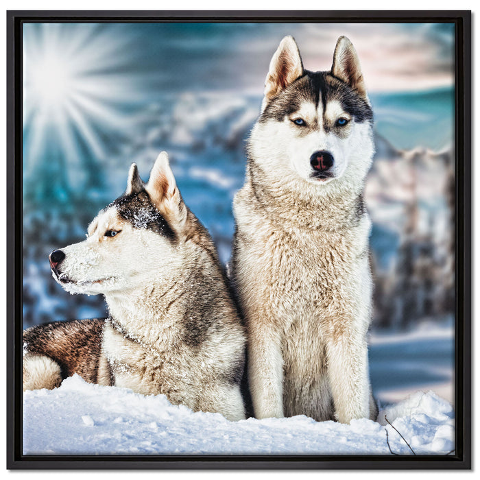 Zwei wilde Huskies auf Leinwandbild Quadratisch gerahmt Größe 70x70