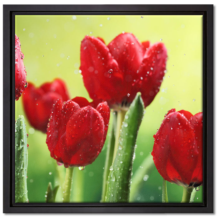 Rote Tulpen mit Tropfen bedeckt auf Leinwandbild Quadratisch gerahmt Größe 40x40