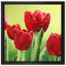 Rote Tulpen mit Tropfen bedeckt auf Leinwandbild Quadratisch gerahmt Größe 40x40