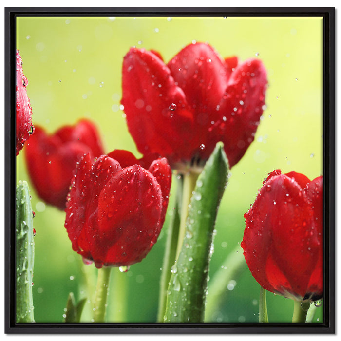 Rote Tulpen mit Tropfen bedeckt auf Leinwandbild Quadratisch gerahmt Größe 70x70