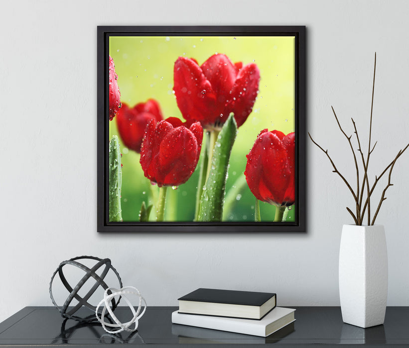 Rote Tulpen mit Tropfen bedeckt  auf Leinwandbild Quadratisch gerahmt mit Kirschblüten