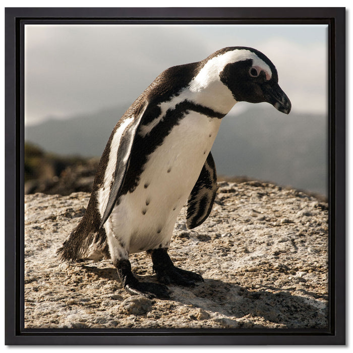 Afrikanischer Pinguin beobachtet auf Leinwandbild Quadratisch gerahmt Größe 40x40