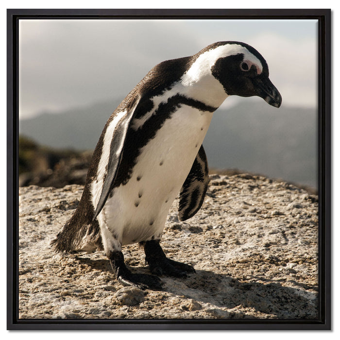 Afrikanischer Pinguin beobachtet auf Leinwandbild Quadratisch gerahmt Größe 60x60